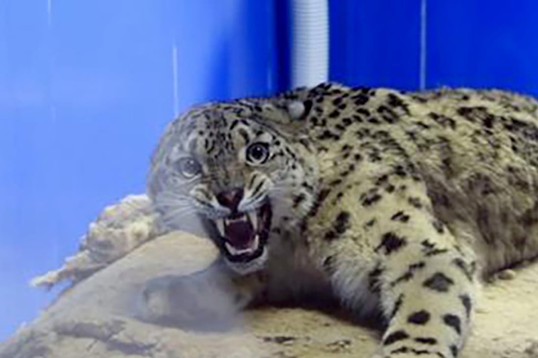 The injured snow leopard is receiving medical treatment. Photo: China News