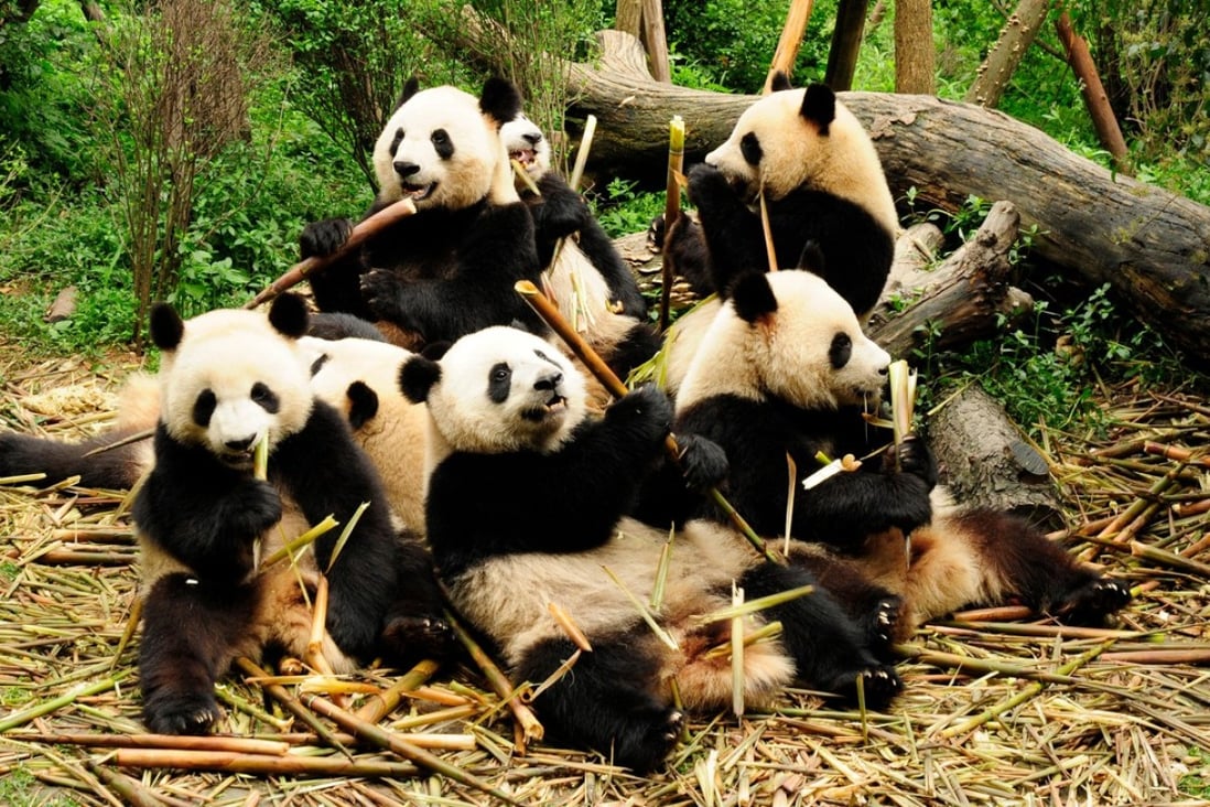 The best things to do on a Chengdu visit: it’s not all pandas and spicy
