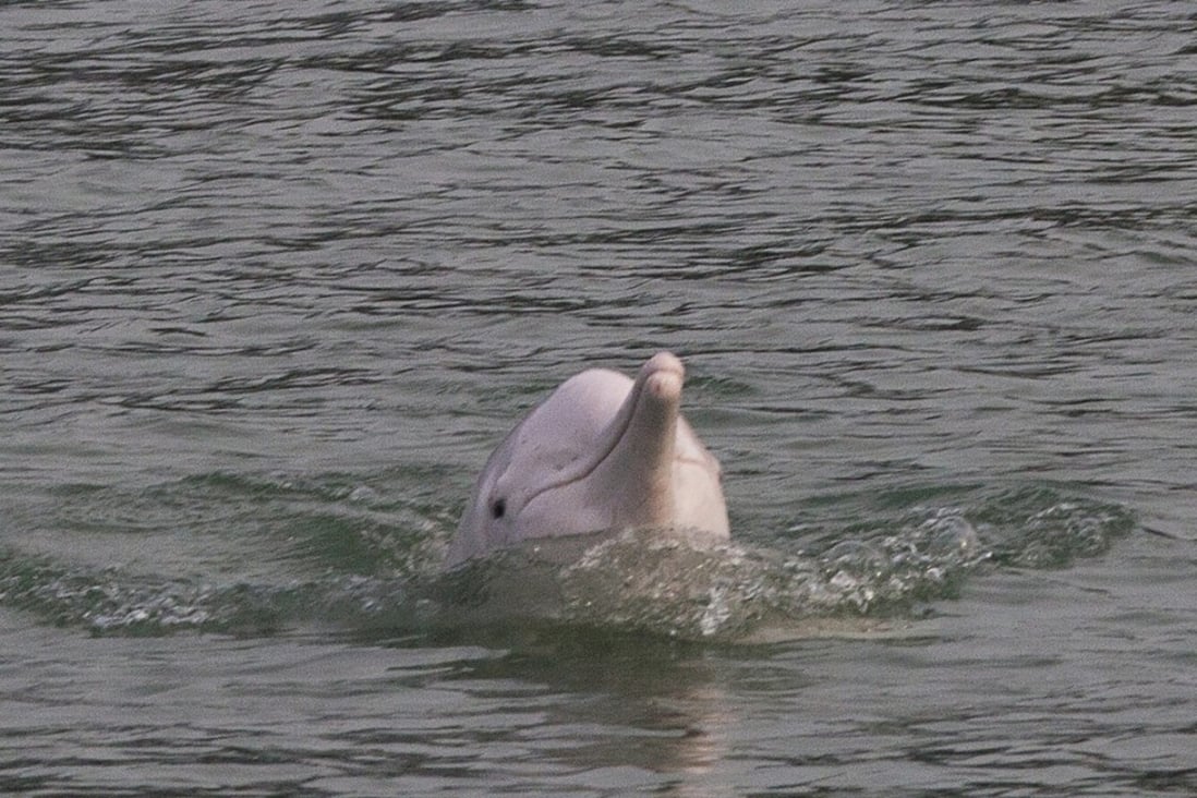 Reclamation is affecting the natural habitat of dolphins in Hong Kong’s waters. Photo: EPA