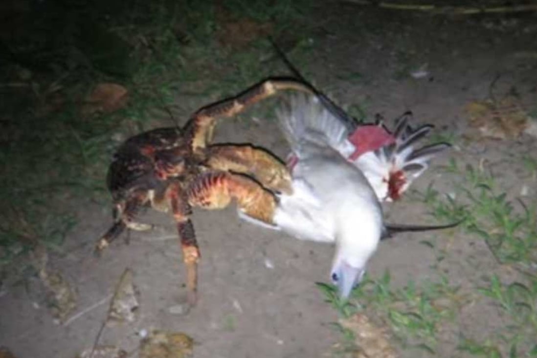 These crabs can grow up to a metre long, climb trees and hunt birds ...