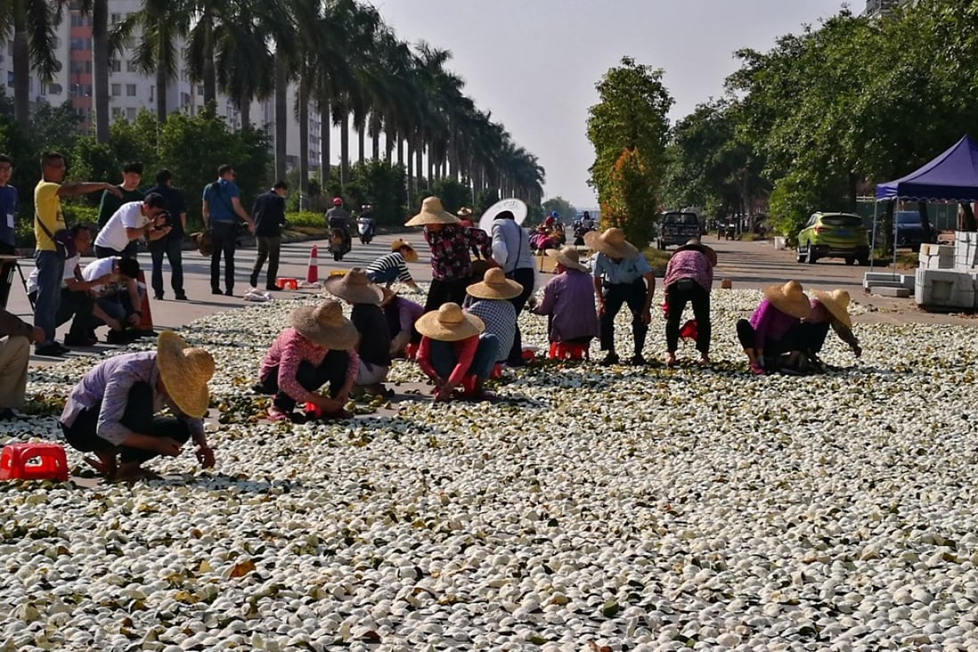 Women spread tangerine peels on the ground in Xinhui to make chenpi, watched by visiting journalists. Photo: He Huifeng