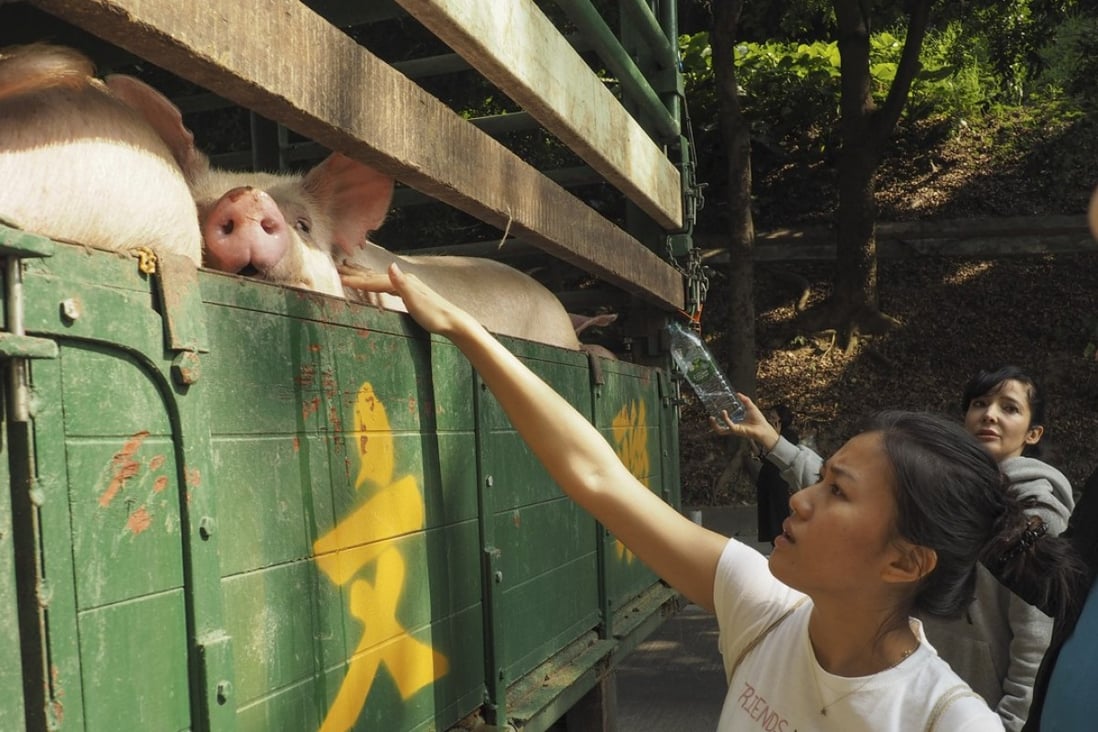 Members of Hong Kong Pig Save, a local vegan activist group stage a protest at Tsuen Wan Slaughterhouse. Photo: Lauren James