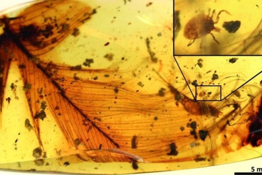 A prehistoric tick, trapped in amber, is seen clinging to a dinosaur feather. Photo: Nature Communications / Ricardo Pérez-de la Fuente
