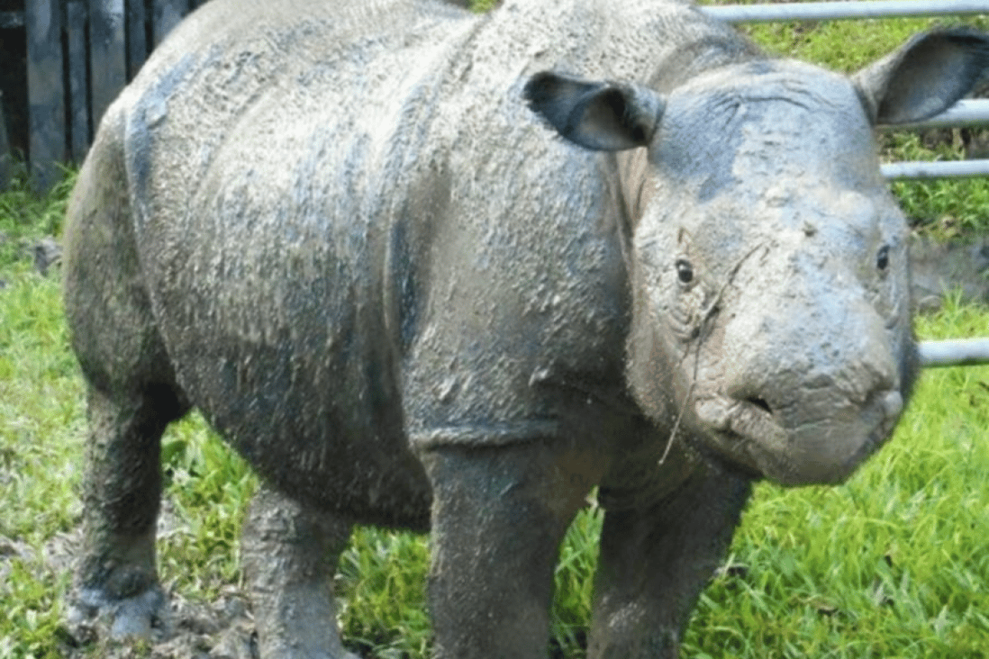 Prognosis comes six months after another the other female rhino was euthanised after suffering from skin cancer