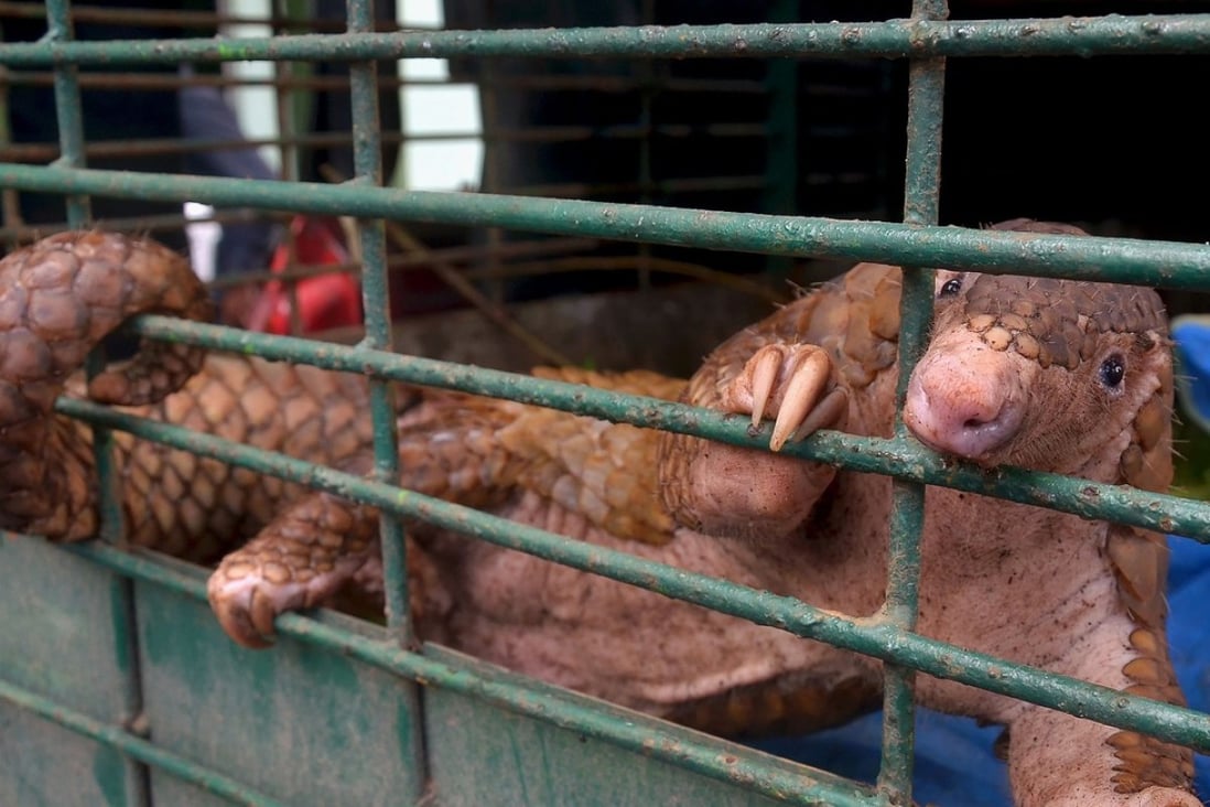 Indonesian pangolin, a prized delicacy in China, faces extinction due ... Biology Diagrams