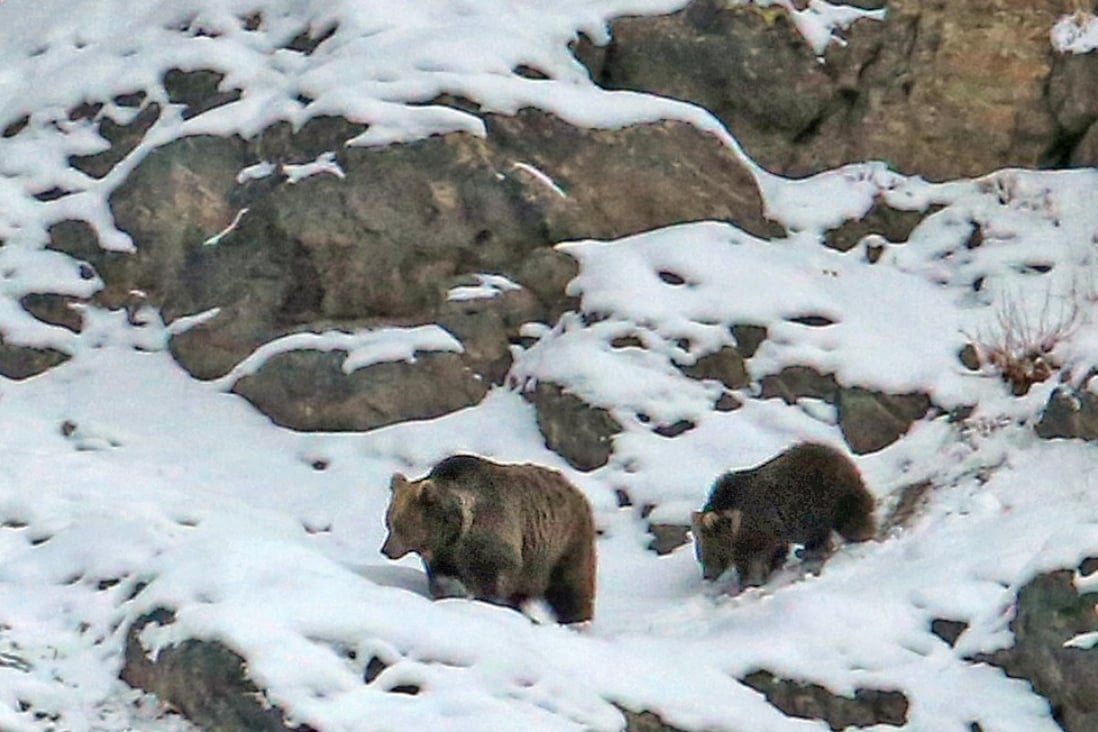 himalayan-brown-bear-safaris-in-india-all-you-need-to-know-about