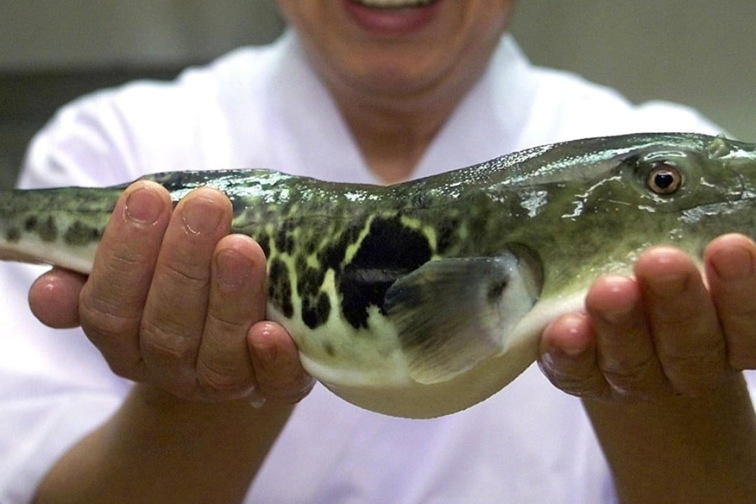A chef holds a blowfish, or fugu, as it is known in Japan. Photo: AP