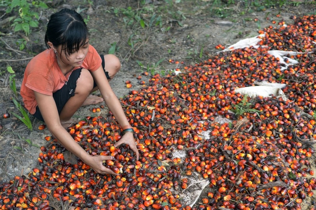 An Indonesian girl works at a palm oil plantation area in Pelalawan, Riau province, Indonesia. Photo: AFP