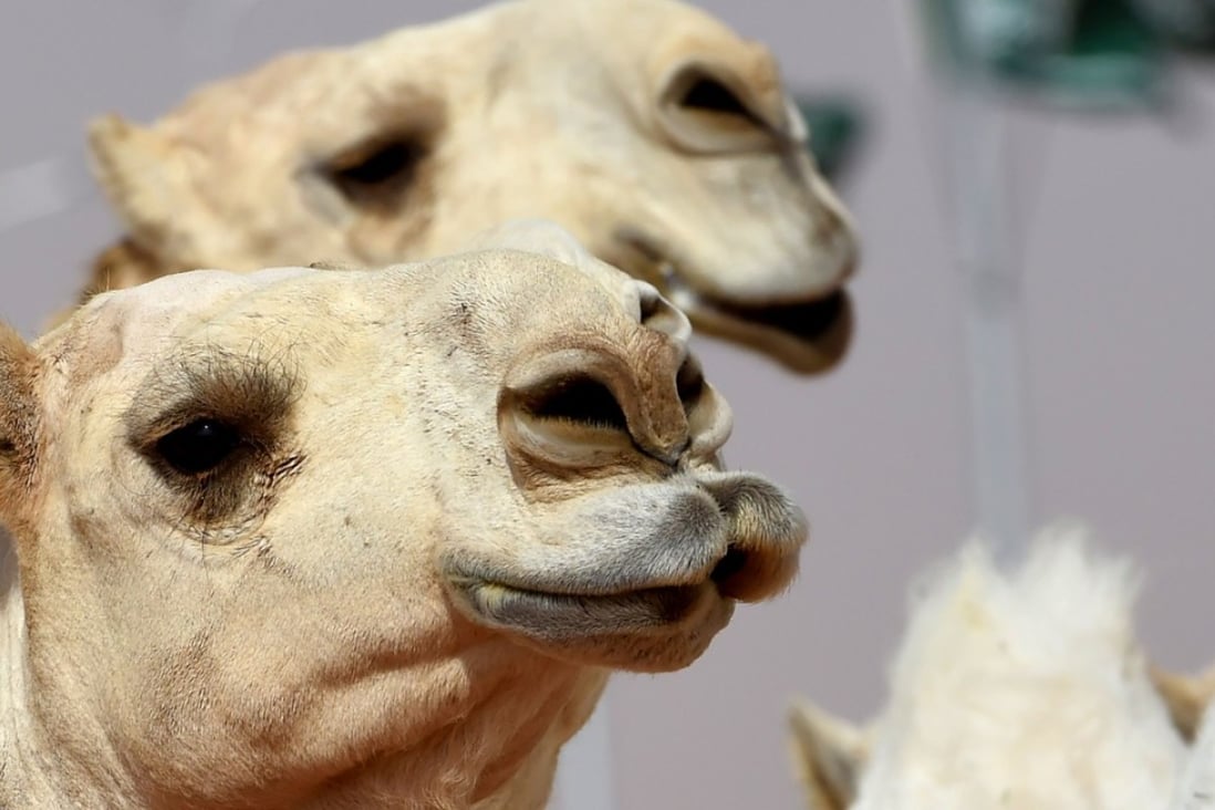 Camels at the annual King Abdulaziz Camel Festival on the outskirts of Riyadh. A dozen of the animals were banned from a beauty contest for having cosmetic injections. Photo: AFP