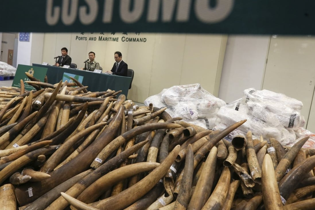 Hong Kong customs display a seized cargo of tusks. Photo: Dickson Lee