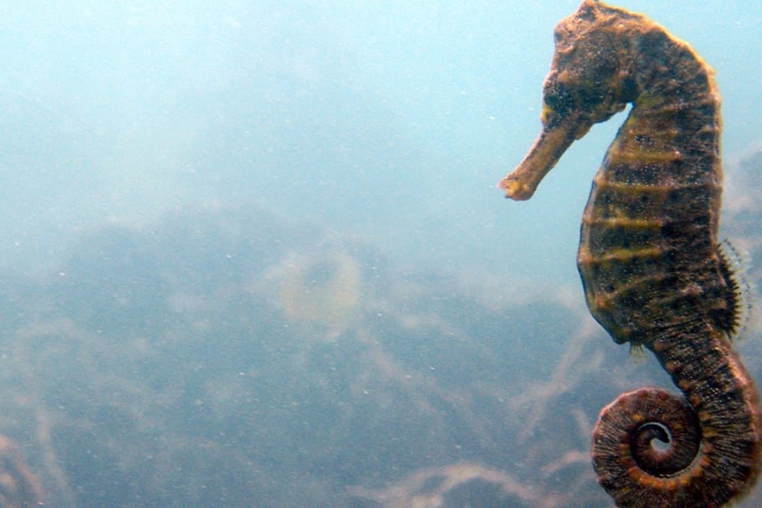 A spotted seahorse photographed in Hong Kong waters. Photo: Handout