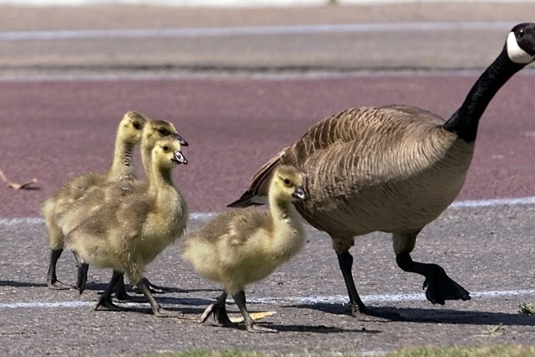 Canada geese have taken up residency in New York state in unusual numbers. Photo: AP
