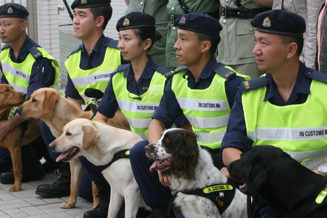 A group of the Customs and Excise Departments sniffer dogs. Another group will be trained to sniff cash. Photo: K.Y. Cheng