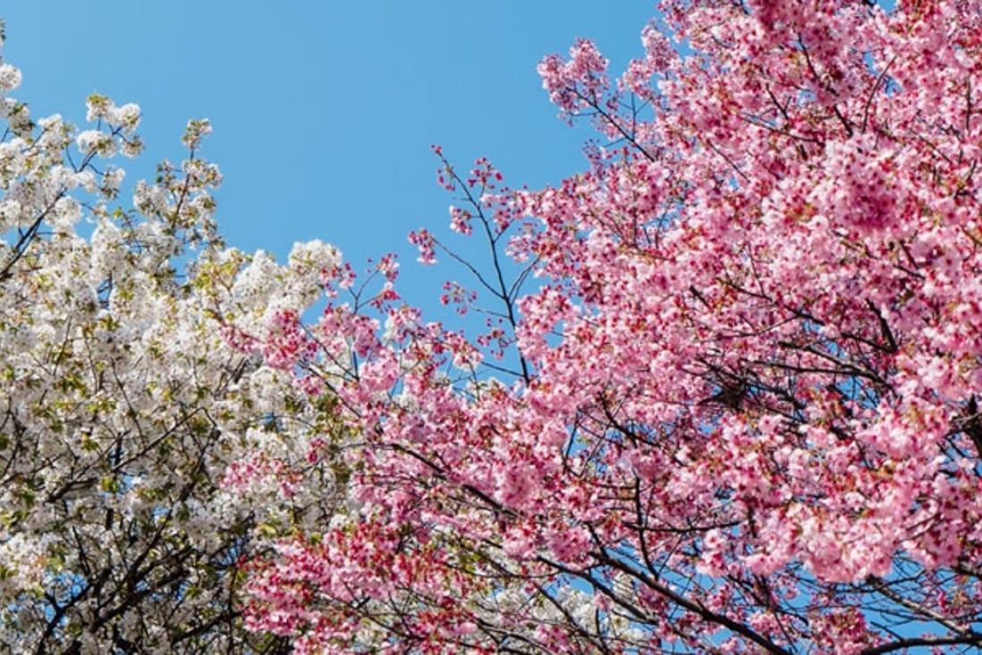 Cherry blossoms are expected to appear on trees in Japan from March 20 onwards. Photo: Unsplash