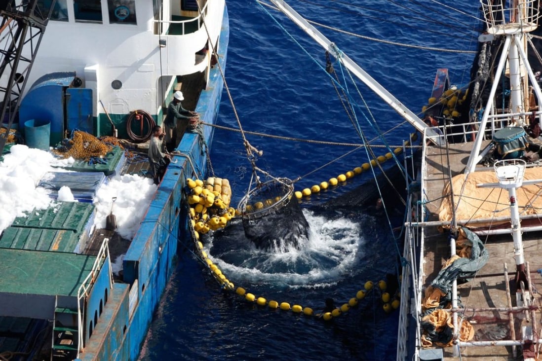 A catch of tuna is transported from an illegal, unregistered and unlicensed purse seine fishing vessel onto a cold storage vessel in waters close to the border of Indonesia. Purse seining on the high seas is illegal since an agreement was signed in 2008. Photo: AFP/ Greenpeace/ Alex Hofford