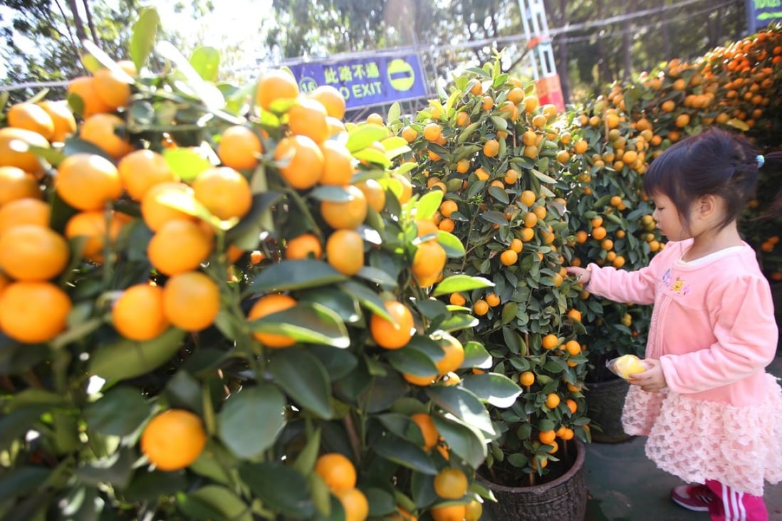 At Chinese New Year tangerines stand for wealth because they are the colour of gold. Photo: Felix Wong