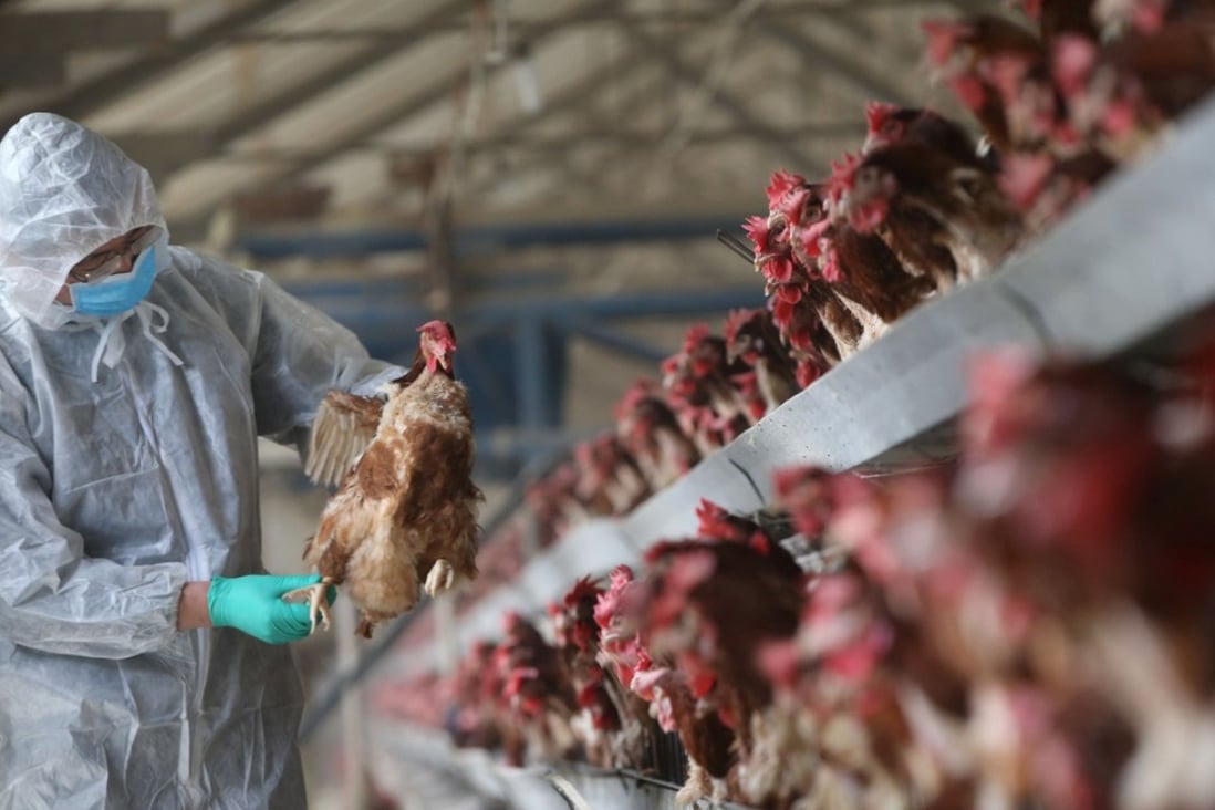 Hong Kong health authorities are warning travellers to the mainland to avoid contact with live poultry after a woman in mainland China was confirmed as infected with the H7N4 avian influenza strain. Photo: Reuters