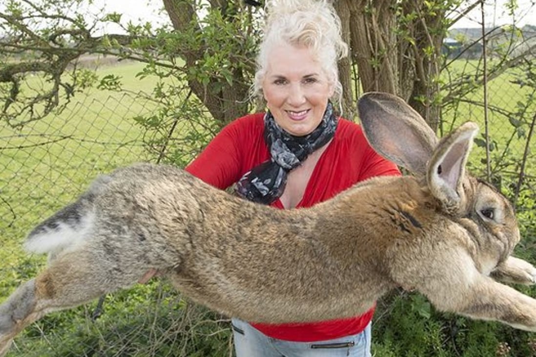 UK rabbit breeder Annette Edwards with Darius, a continental giant rabbit that was reputedly the world’s biggest rabbit. A multitude of varieties of domestic rabbits now exist, but who first tamed them, and when? Photo: McFadden/Rex/Shutter­stock