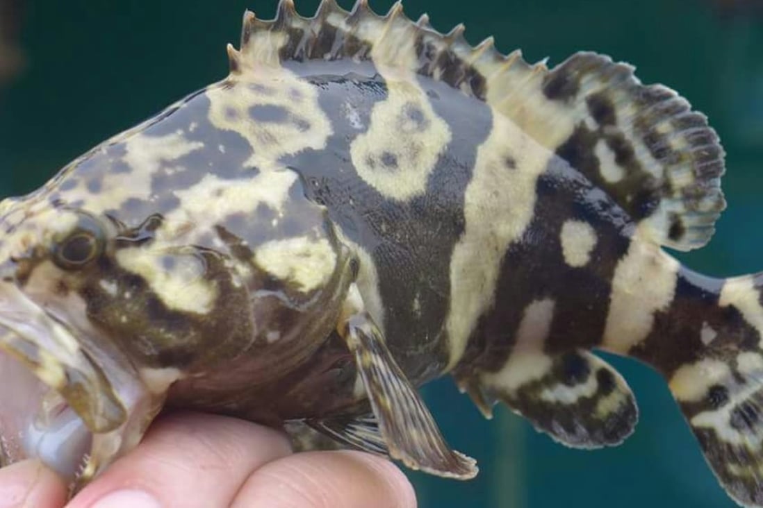 A juvenile Sabah giant grouper caught in North Point waters in Hong Kong. Photo: Handout