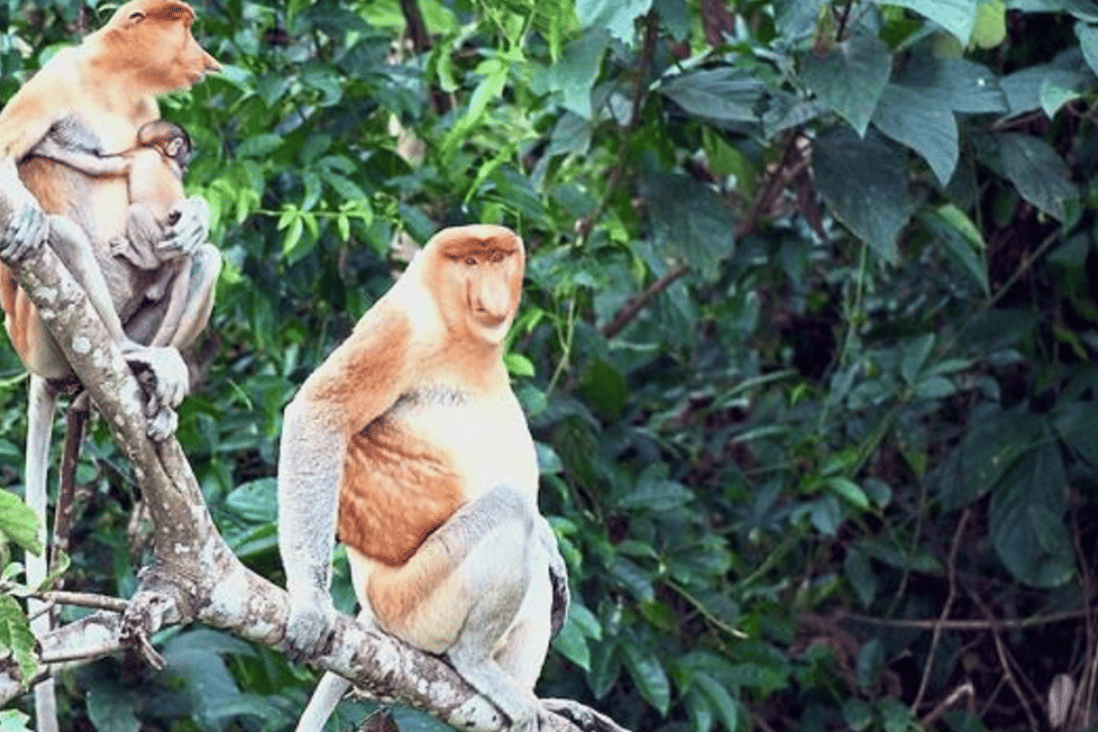 Proboscis monkeys resting along the Kinabatangan river, one of the last strongholds for the population in Sabah. Photo: Rudi Delvaux/DGFC/SWD