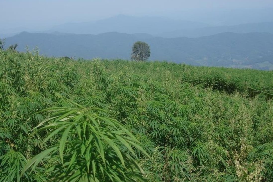 A hemp farm in Yunnan. Photo: Handout