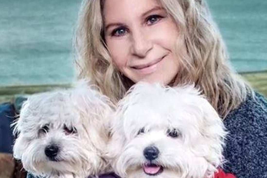 Barbra Streisand with her cloned dogs Miss Violet (left) and Miss Scarlett. Photo: Variety / YouTube
