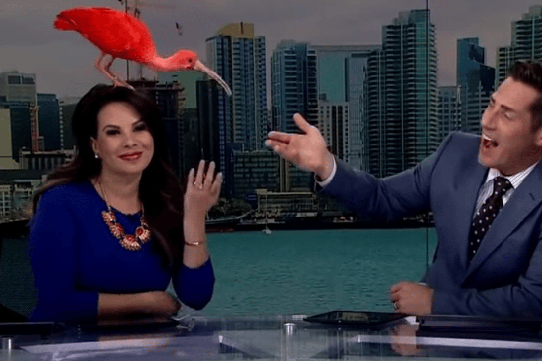 A scarlet ibis flew into the shot and landed on CBS News 8 co-anchor Nichelle Medina’s head during a live TV broadcast on Monday. Photo: YouTube/Inside Edition