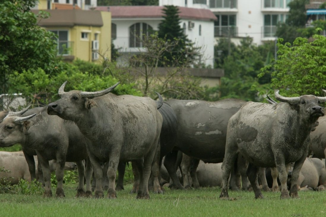 About 120 buffaloes can be found on Lantau Island and in the Central New Territories. Photo: Ricky Chung