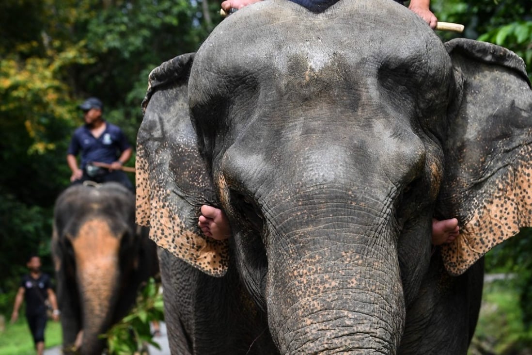 This picture taken on January 16, 2018 shows 43-year-old rescued elephant Kasturi walking inside the Kuala Gandah Elephant Conservation Centre in Kuala Gandah, Malaysia. Ten Rohingya refugees have been killed by hungry Asian elephants scavenging in the area where a refugee camp has gone up. Photo: AFP
