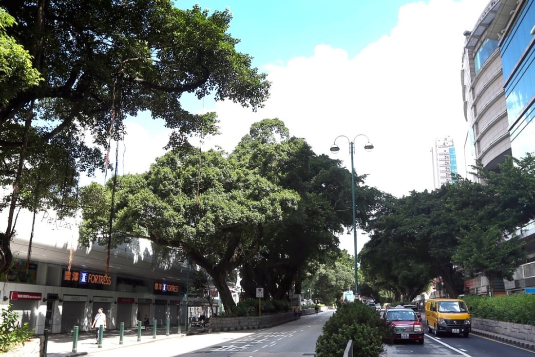 Trees along Nathan Road in Tsim Sha Tsui. Photo: David Wong