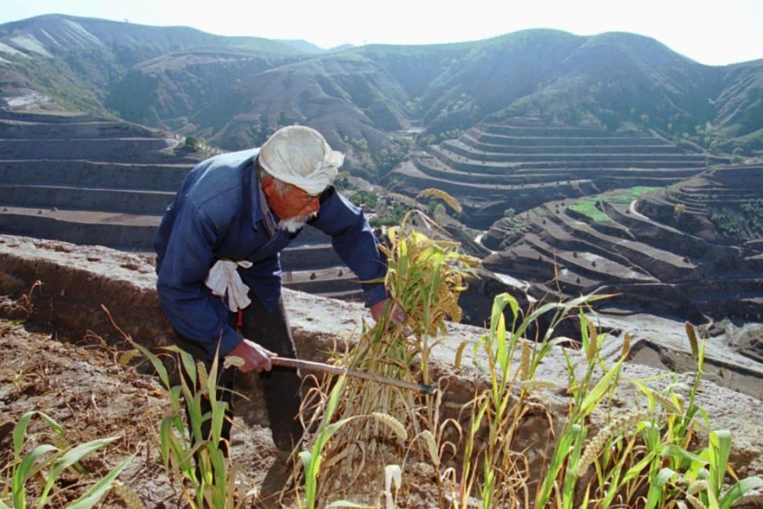 A farmer harvests millet from a hillside terrace in Houjiagou valley, in Shaanxi province. Picture: Associated Press