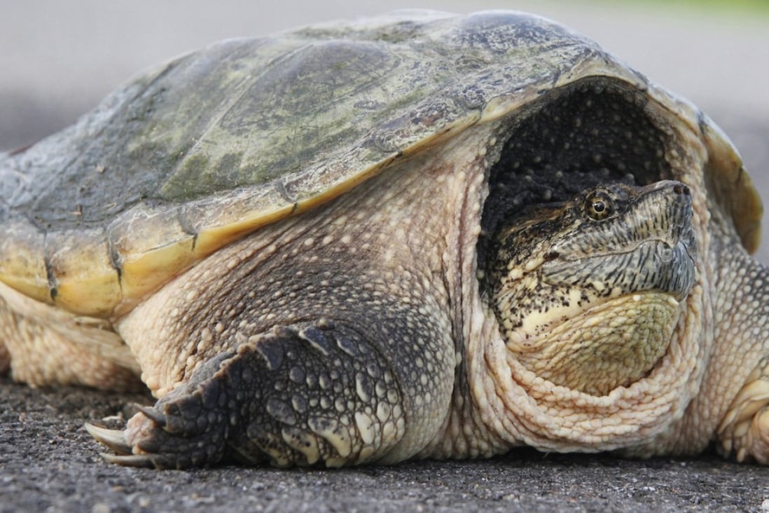 School turtle ‘that was fed a live puppy by a US biology teacher’ is
