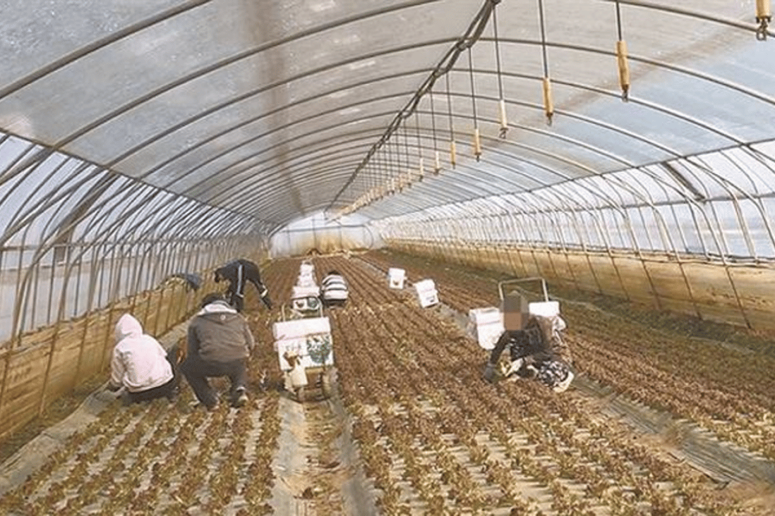 Migrant workers at a lettuce farm in Buyeo, South Chungcheong Province. Photo: Korea Times file