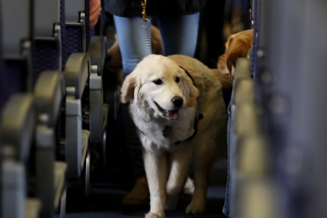 A service dog strolls through the aisle inside a United Airlines plane at New Jersey airport while taking part in a training exercise last April. Photo: AP