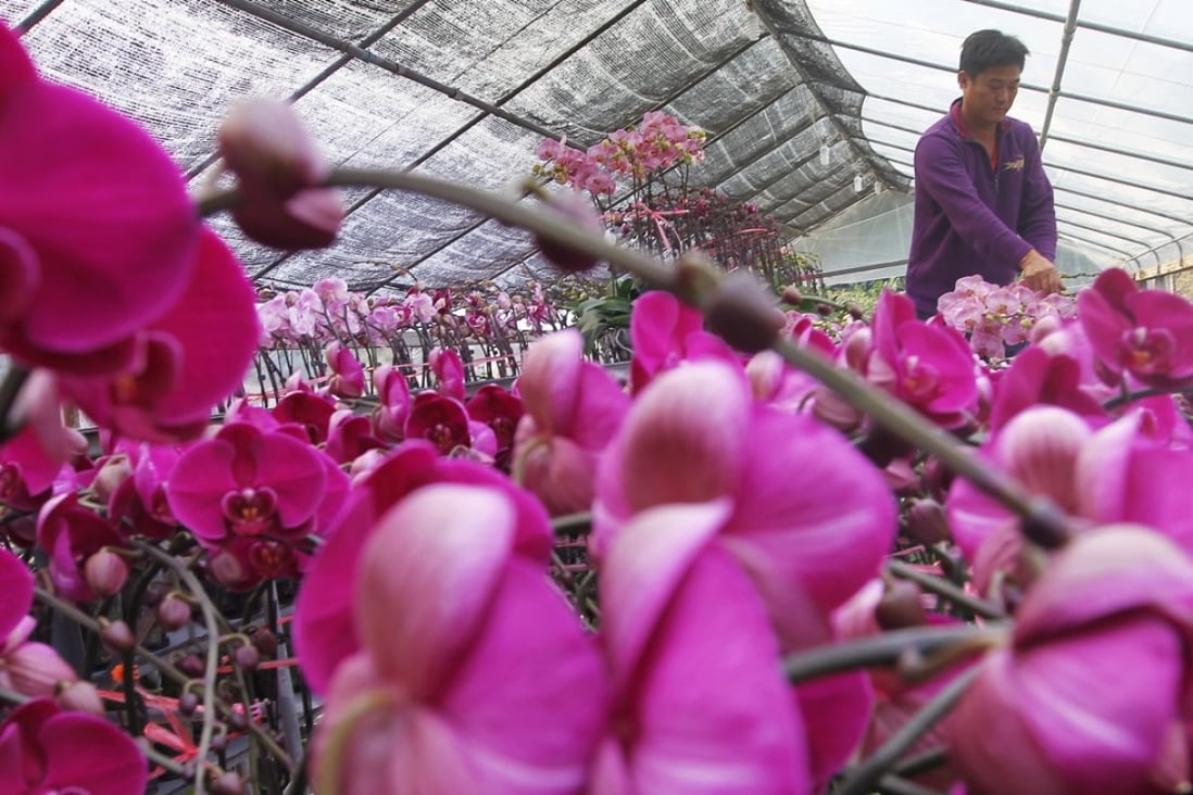 Why flowers in Hong Kong possess cultural and medicinal power South