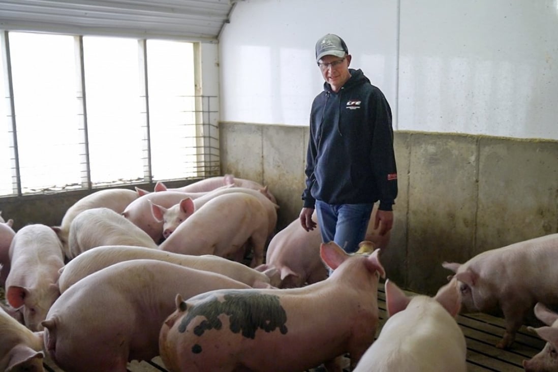 In this March 26 photo, US farmer Jeff Rehder looks over some of his pigs, in Hawarden, Iowa. Rehder stands to lose potential revenue on his hogs after China imposed tariffs on US products, including pork, with a 25 per cent. Photo: AP