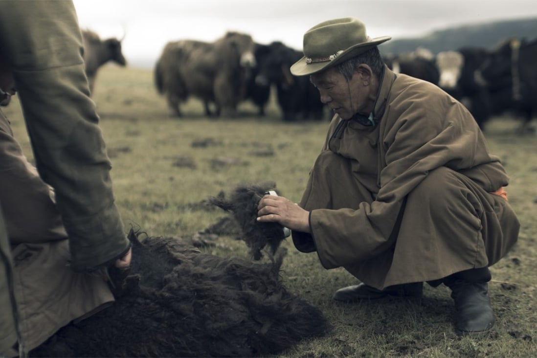 Tengri purchases yak fibres directly from co-operatives that now benefit more than 4,500 nomadic herder families. 