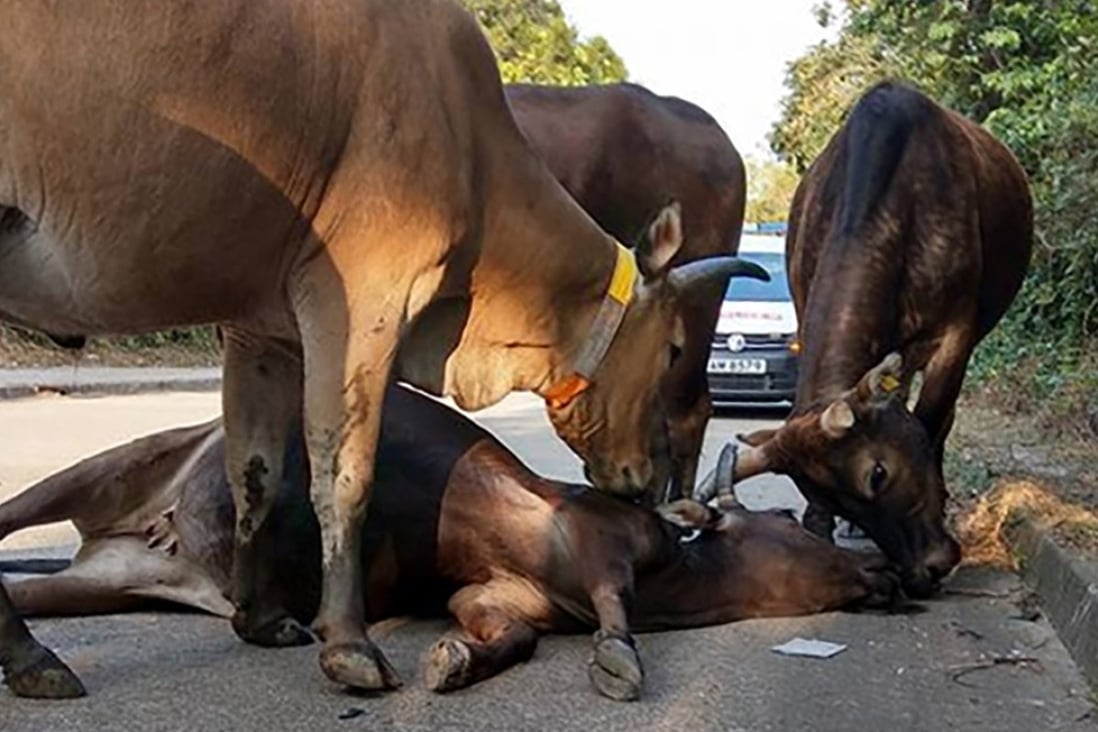 The car was apparently speeding when it hit the cows. Photo: Facebook