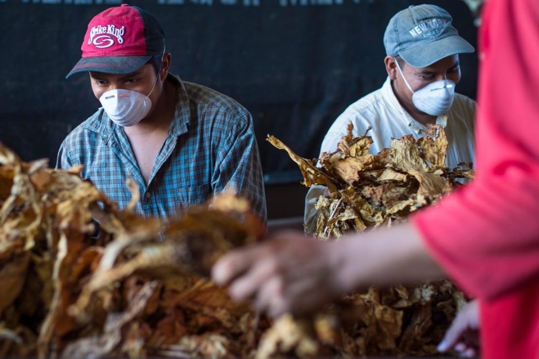 Tobacco farmers in Red states like Kentucky and North Carolina will be affected by the latest tariffs. Photo: Alamy
