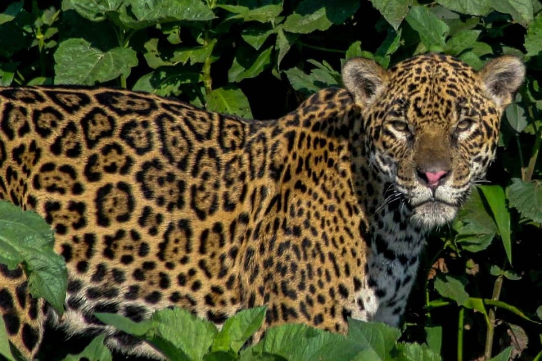 Trafficking of jaguar canines to China, where they are used in jewellery and as an aphrodisiac, has turned into a lucrative enterprise in Bolivia. Photo: AFP