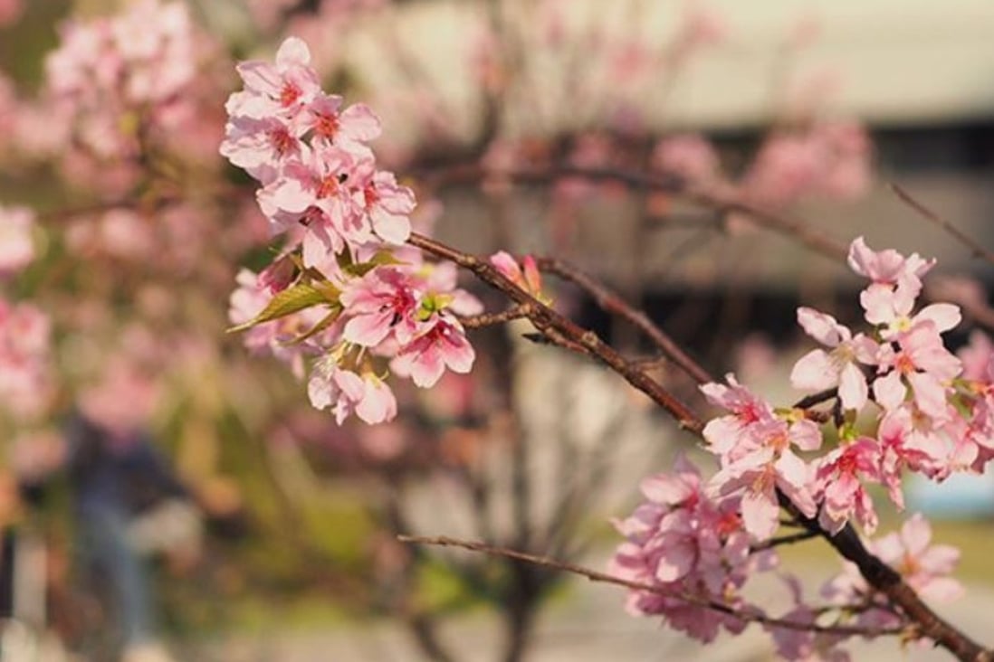 6 Places To See Cherry Blossoms In Hong Kong South China Morning Post