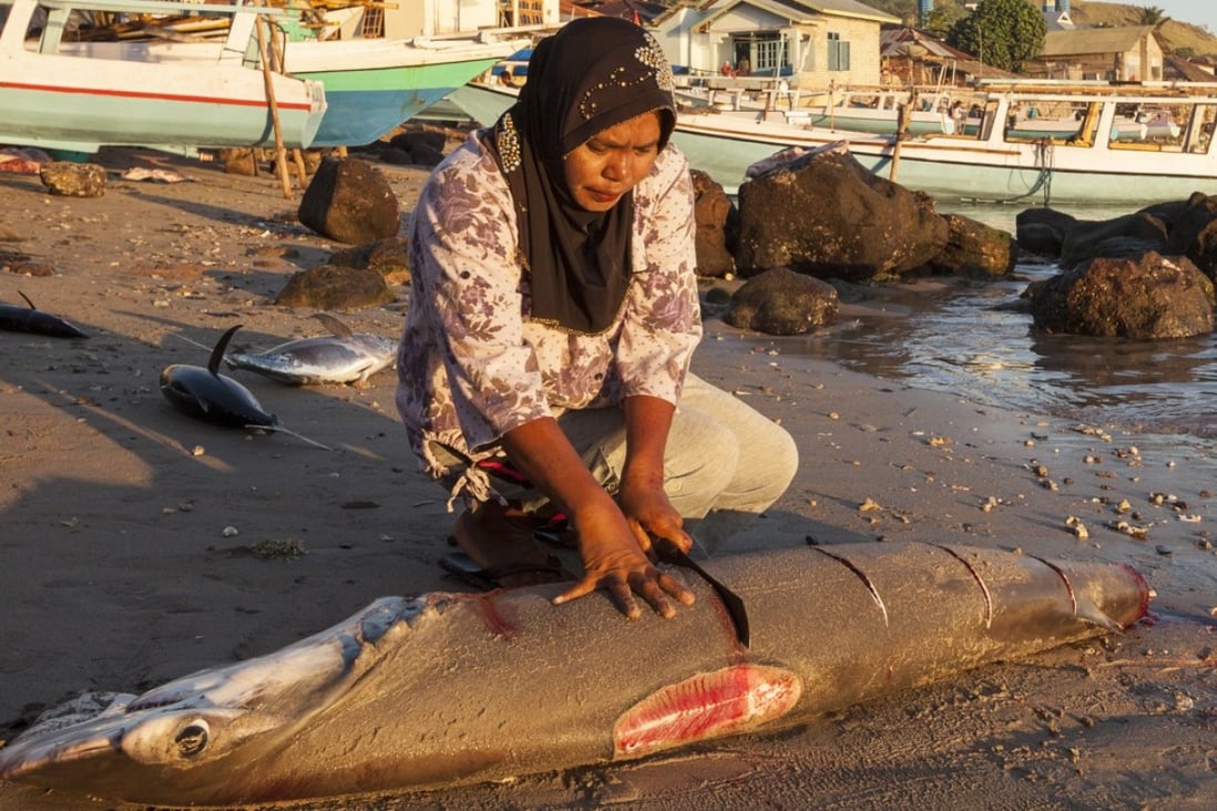 Shark finning is now popular in Indonesia because it is so profitable. Photo: Biosphoto/Nicolas Cégalerba