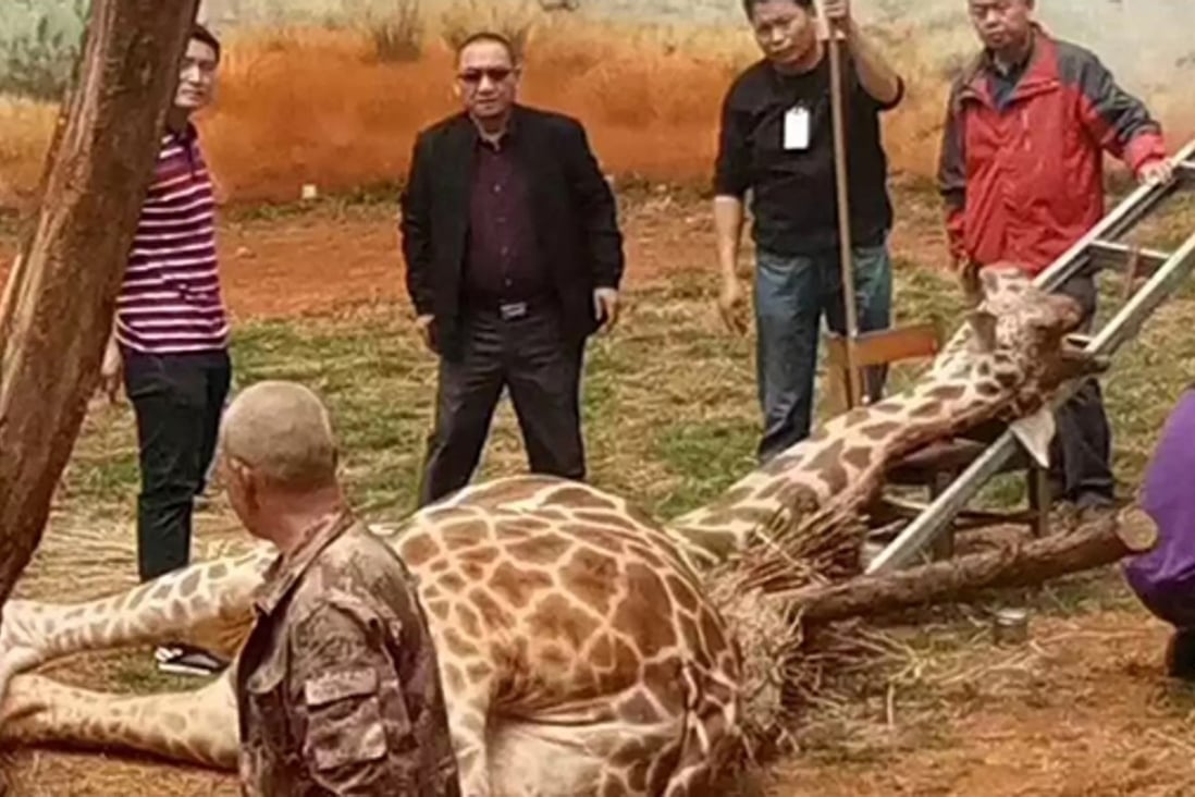 A branch was cut away to free the giraffe but he fell immediately to the ground. Photo: 163.com
