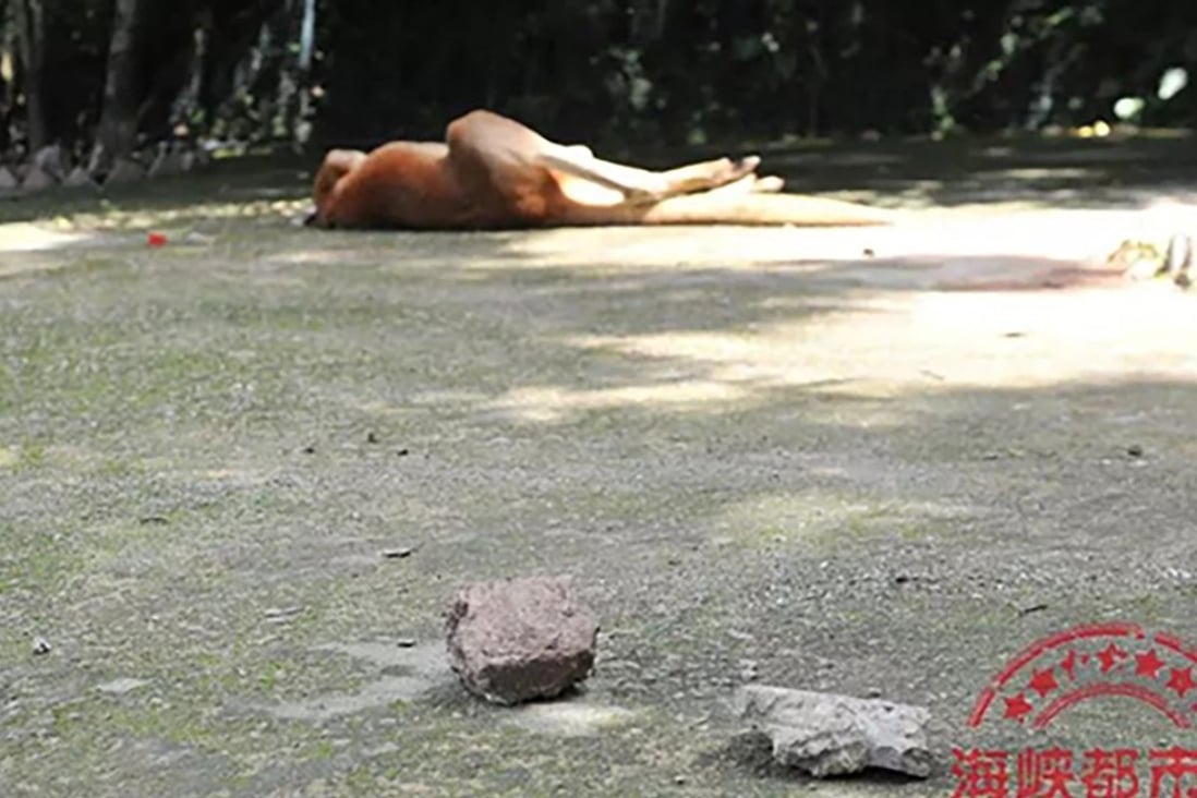 The kangaroo lies injured after bricks and concrete were thrown at it. Photo: Sina.cn