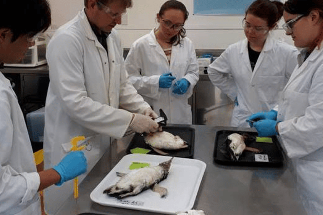 Massey University researchers investigate some of the dead little blue penguins that washed up on northern beaches this summer. Photo: Supplied