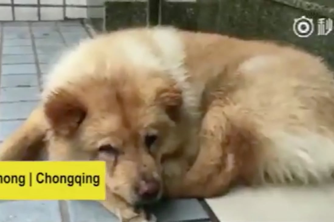 Meet the dog who waits every day at subway station for his Chinese