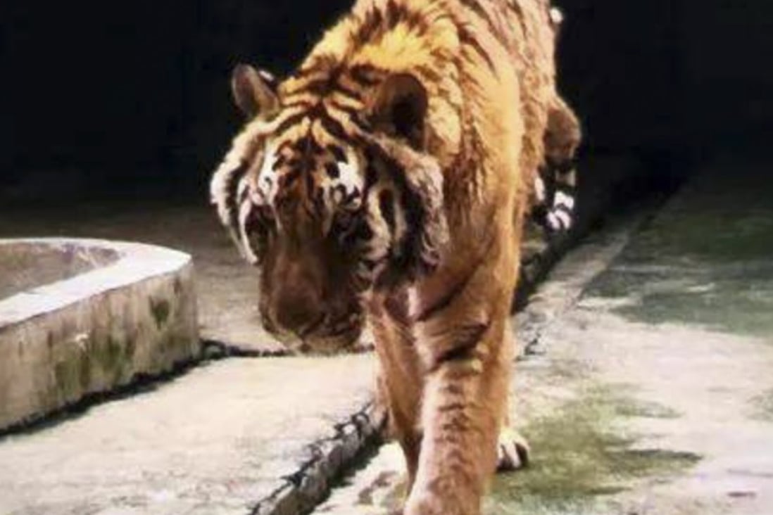 The centre claims that it is home to more than 1,300 tigers. Photo: news.163.com