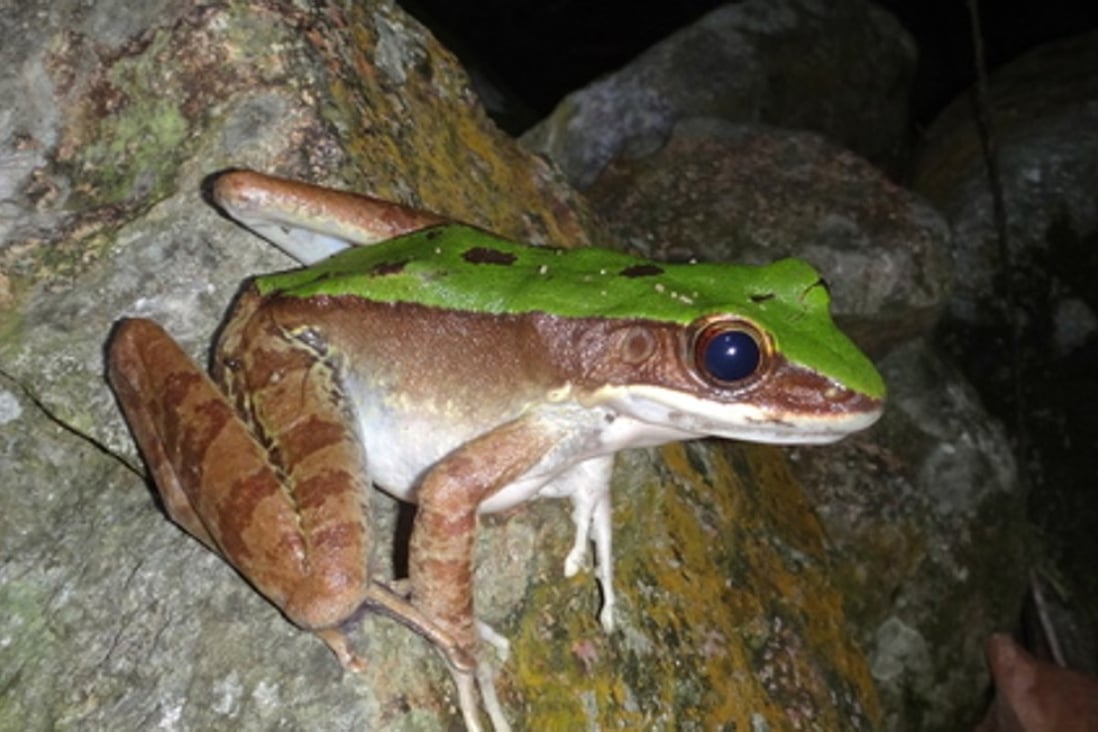 A copper-cheeked frog observed during HK's City Nature Challenge.