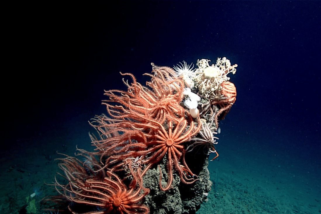 There's an otherworldly, alien world down in the depths of the Gulf of Mexico. Photo: The NOAA Office of Ocean Exploration and Research, Gulf of Mexico 2017