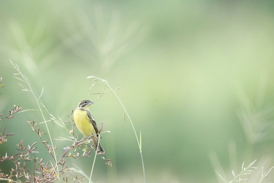 The yellow-breasted bunting is one of 221 bird species rated as “critically endangered” by the BirdLife International report. Picture: Wai Lam